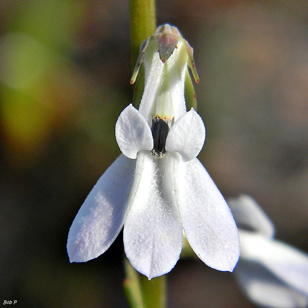 Lobelia paludosa