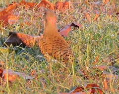 Colaptes auratus auratus