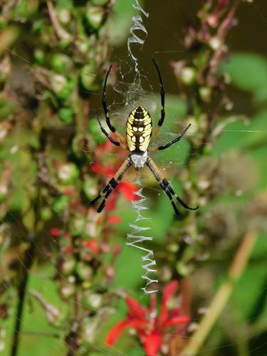 yellow garden spider