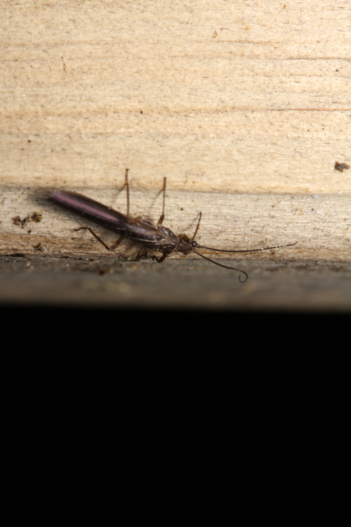 Acroperla spiniger