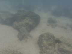 Halichoeres nicholsi