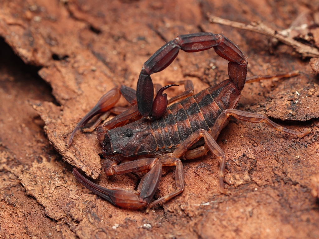 Tityus brazilae