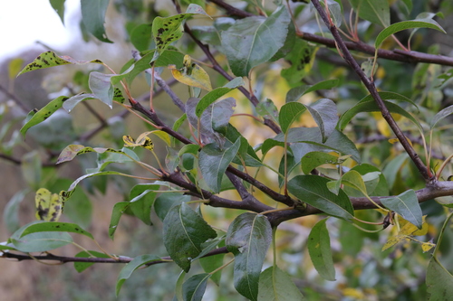Malus domestica