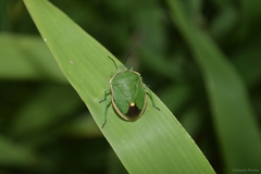 Chlorochroa persimilis