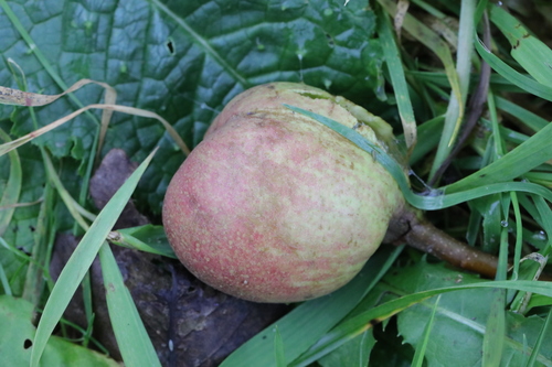 Malus domestica
