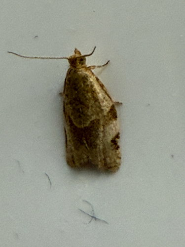 Greenish Apple Moth photo 4