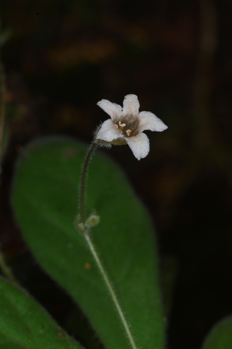 Napeanthus jelskii