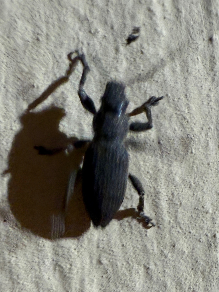 Brachyderes illaesus