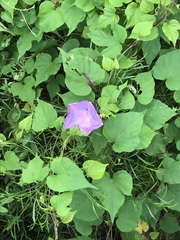 Ipomoea indica