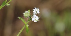 Cryptantha clevelandii