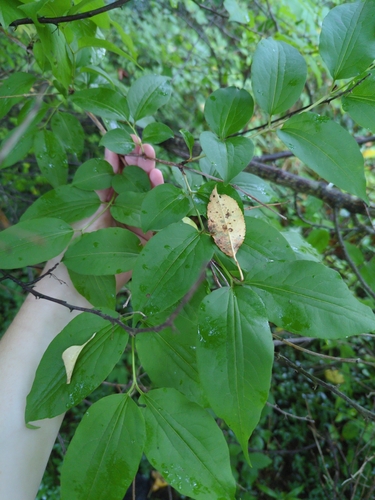 Heptacodium miconioides