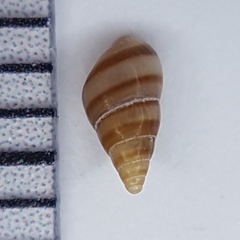 Cingula trifasciata