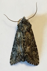 Aseptis characta