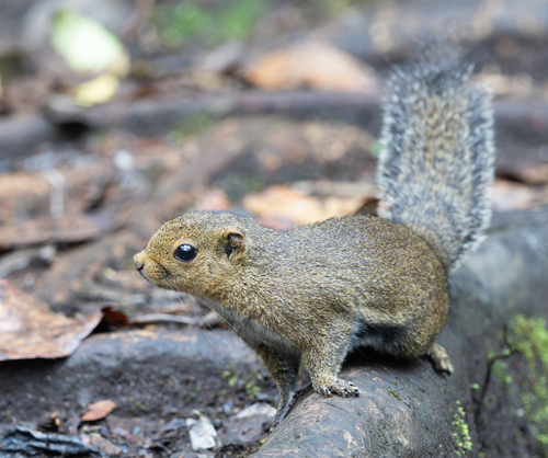 Callosciurus nigrovittatus