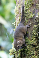 Sumatran Mountain Squirrel photo 2