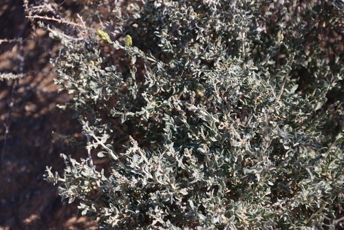 Rigid Resinbush (Pteronia inflexa)