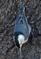 Sitta carolinensis nelsoni