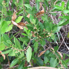 Myoporum montanum