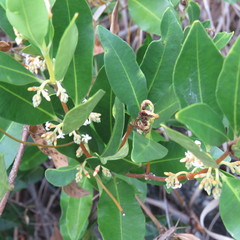 Myoporum montanum