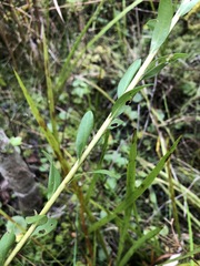 Solidago virgata