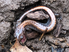 Plethodon cinereus