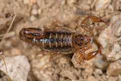 Superstitionia donensis