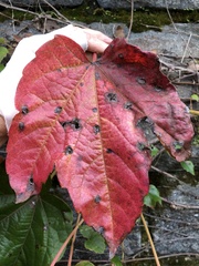 Phyllosticta ampelicida