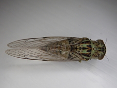 Telmapsalta hackeri