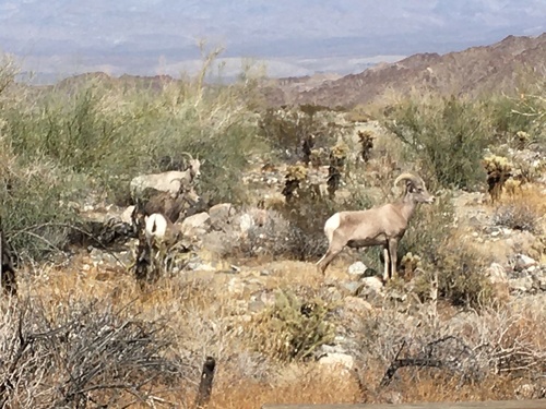 iNaturalist observation photo of Desert Bighorn Sheep