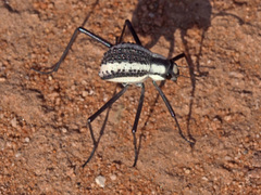 Stenocara gracilipes