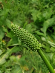 Lysichiton camtschatcensis
