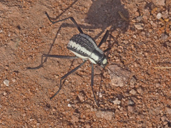 Stenocara gracilipes