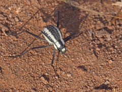 Stenocara gracilipes