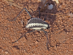 Stenocara gracilipes
