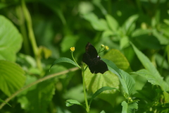 Achlyodes busirus