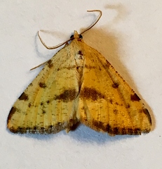 Macaria sulphurea