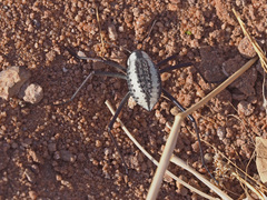 Stenocara gracilipes