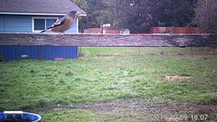 Coccothraustes vespertinus brooksi