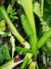 Lysichiton camtschatcensis