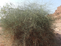 Maerua juncea juncea