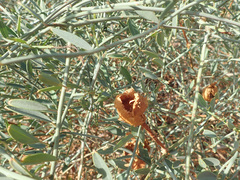 Maerua juncea juncea