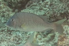 Lethrinus atkinsoni
