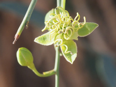Maerua juncea juncea