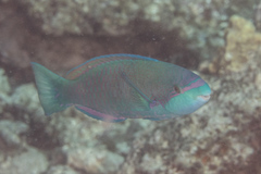 Scarus globiceps