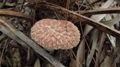 Boletellus ananas image