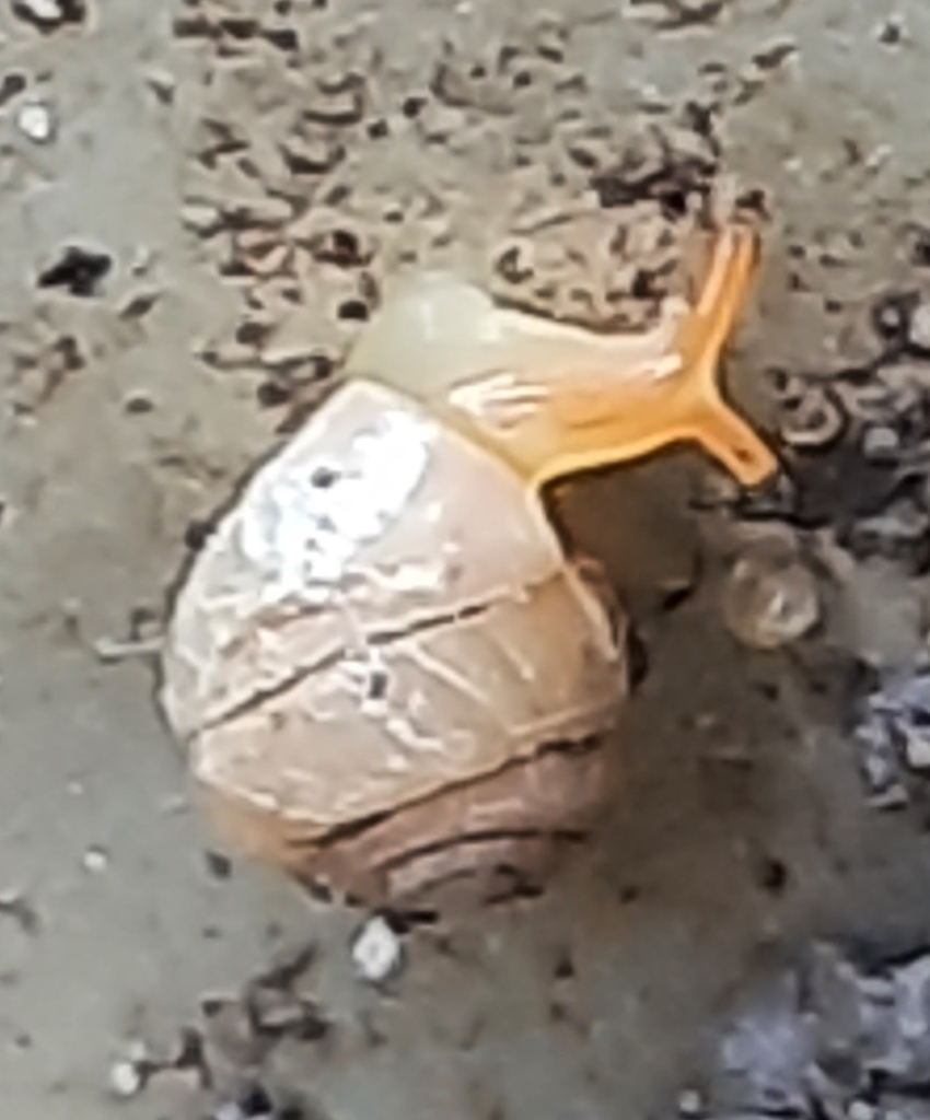 Streptartemon cookeanus