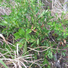 Myoporum montanum