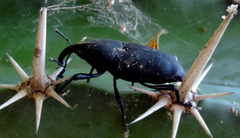 Cactophagus spinolae validus