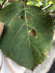 Alternaria crassa
