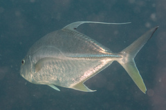 Carangichthys oblongus
